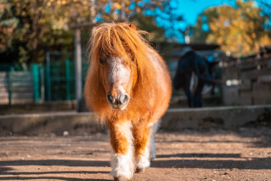 20221111_1417_0029-pony