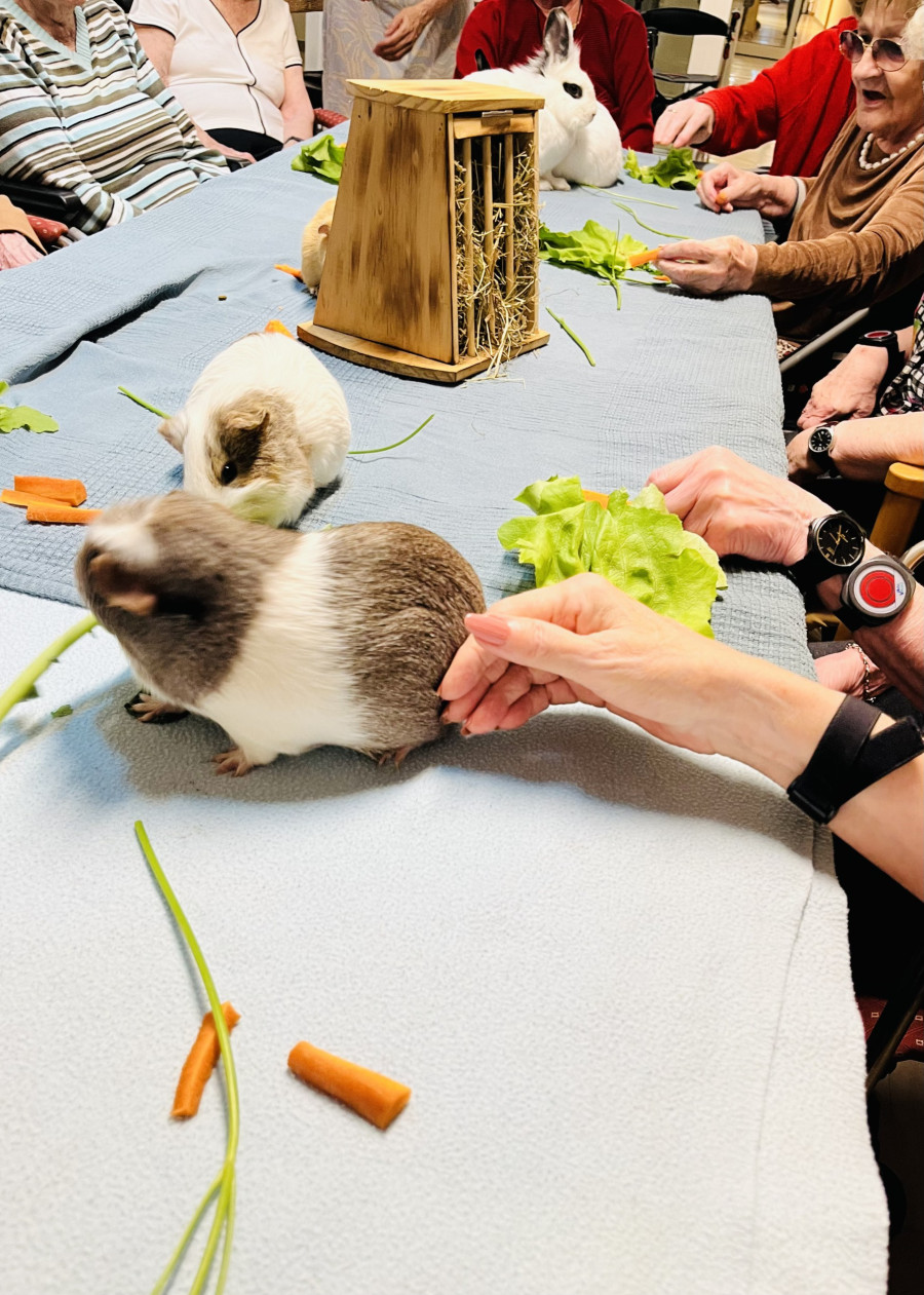 kleintiere-im-altenheim-3