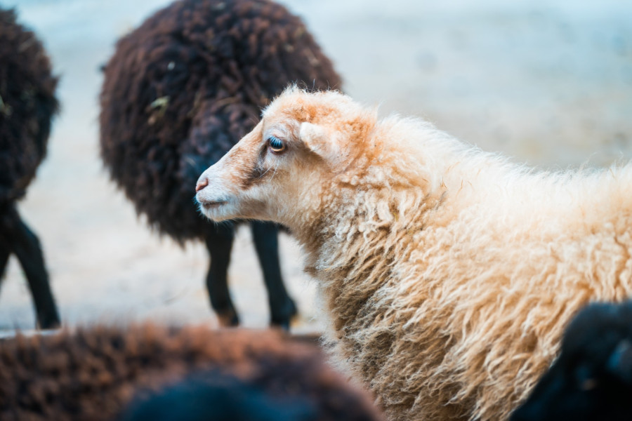 20241102_140614_0026-schaf