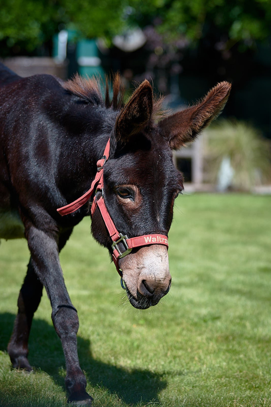 esel-waldtraut_8701breita173660