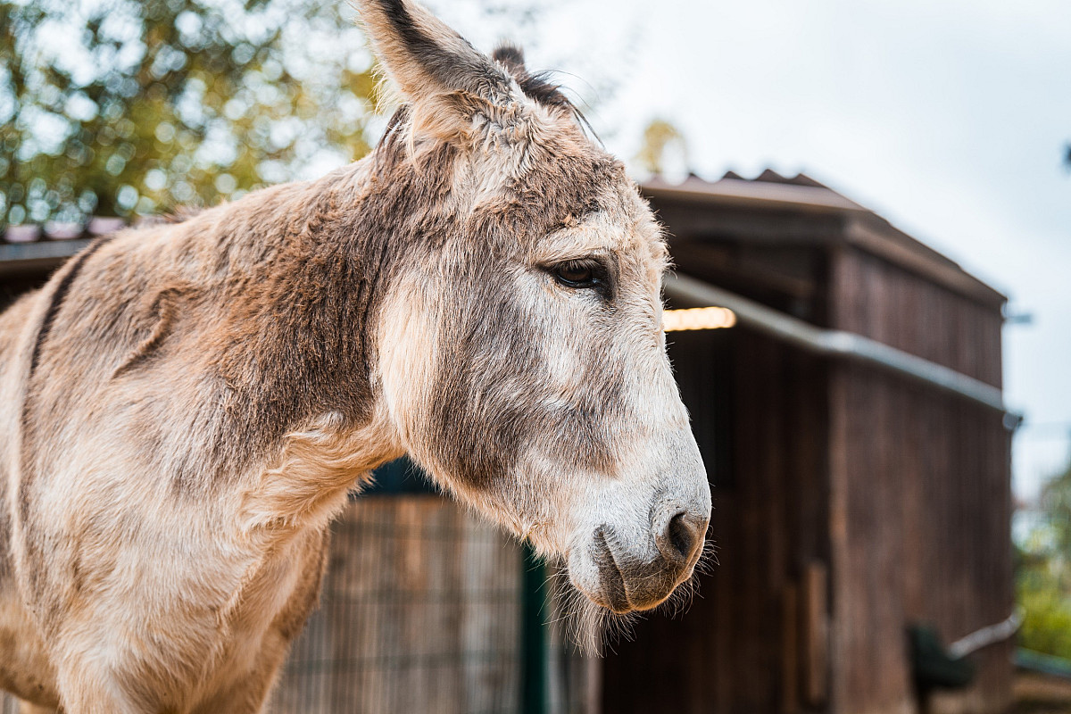 20241102_135311_0013-esel