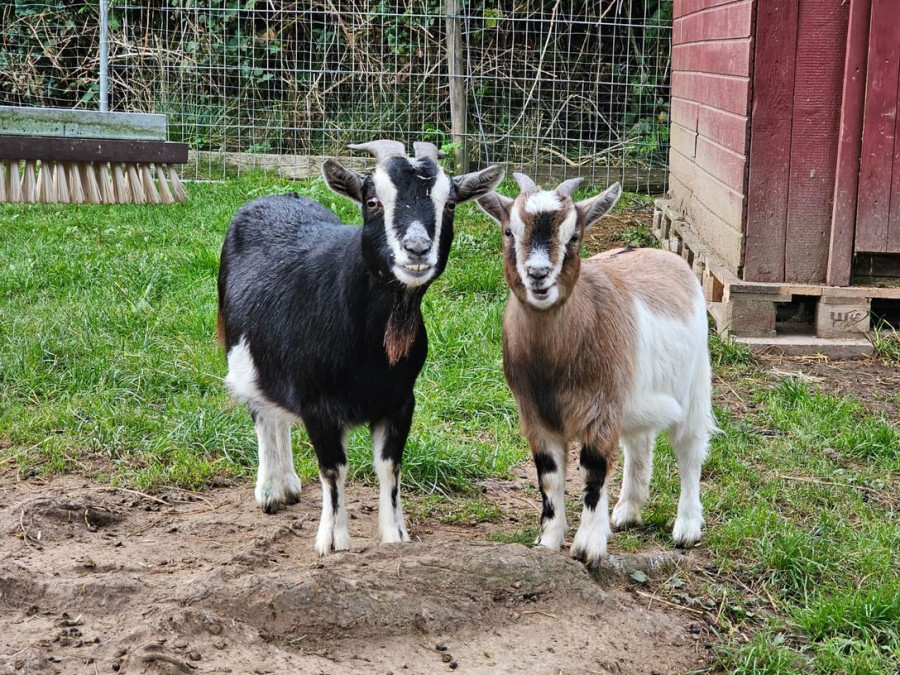 ziege-grinsefamilie-2024