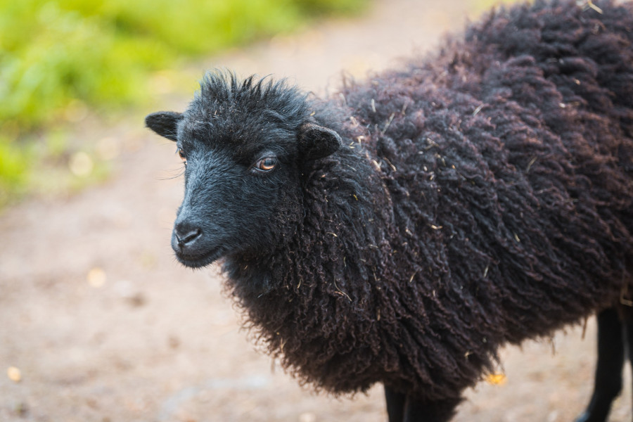 20241102_135839_0016-schaf