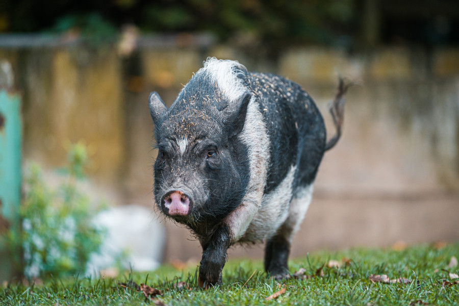 20241102_134440_0007-schwein