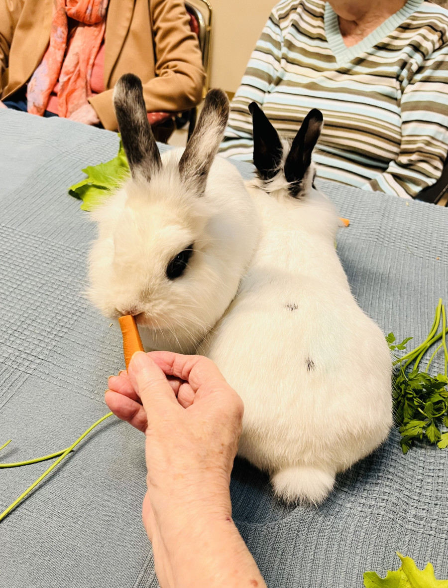 kleintiere-im-altenheim