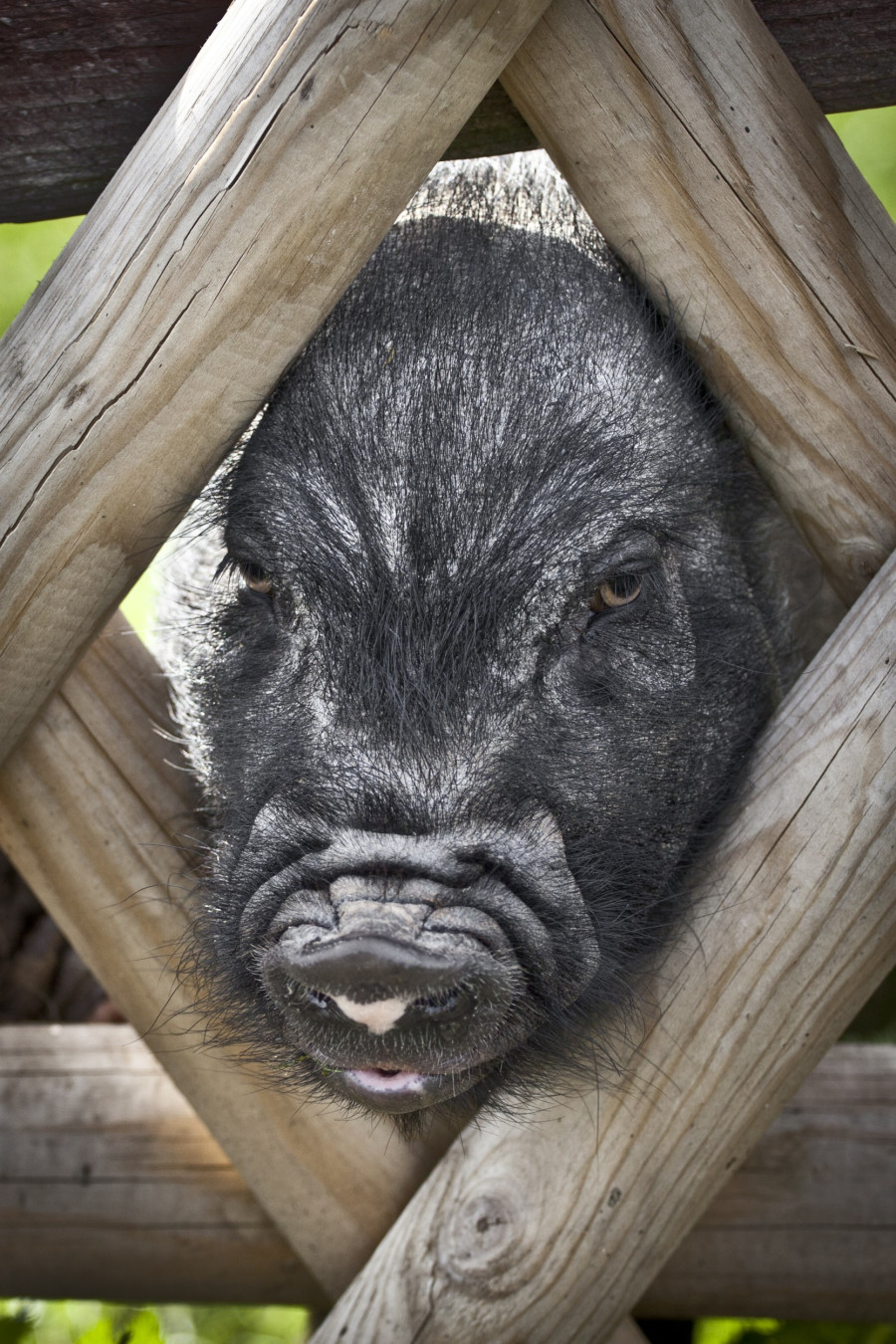 14092011_0039-schwein