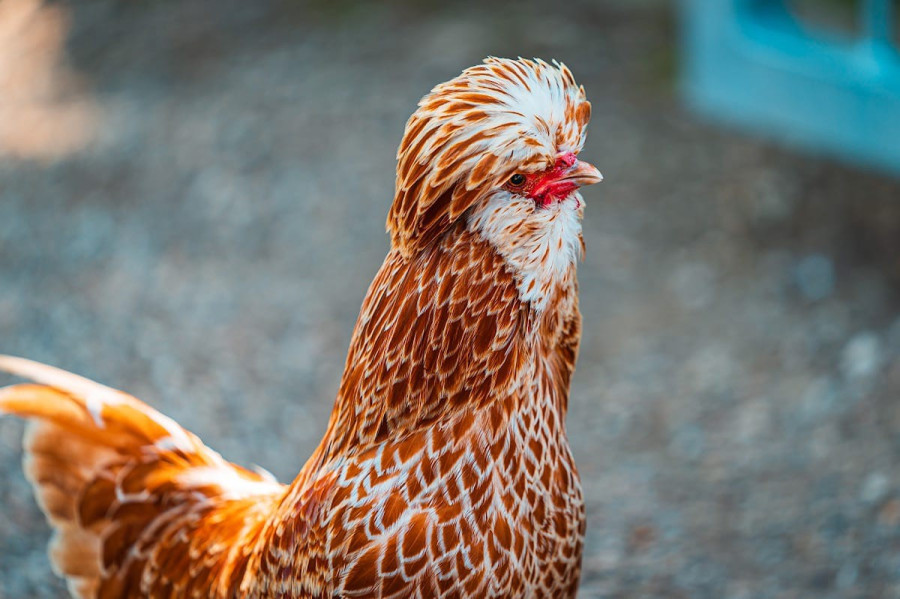 20190525_1450_0121-huhn