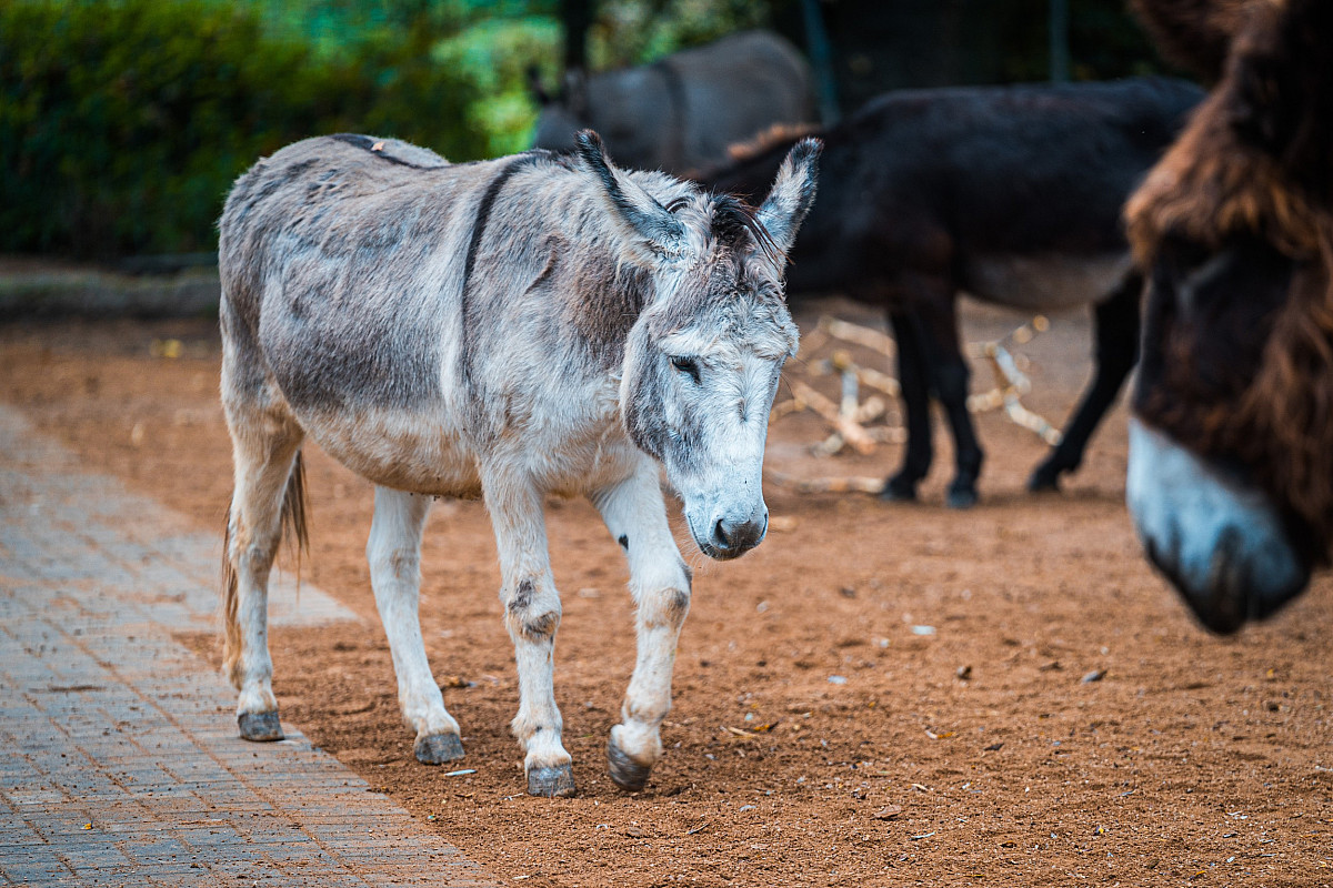 20241102_134658_0009-esel