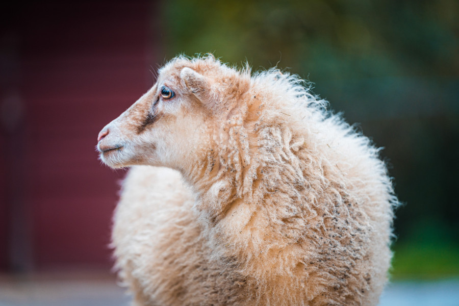 20241102_135958_0018-schaf