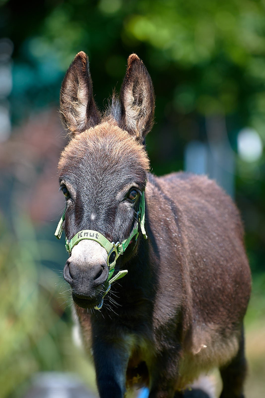 esel-knut_8564breita173660