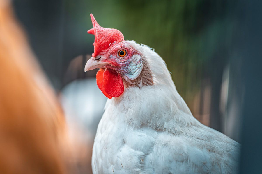 20221111_1413_0016-huhn