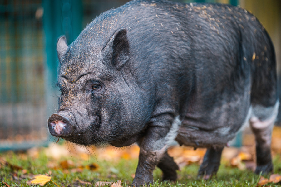 20241102_134358_0005-schwein