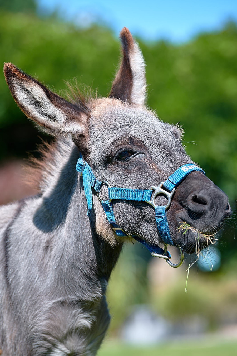 esel-samu-8534breita173660