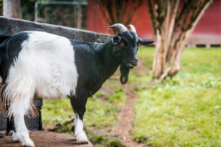 20241102_140842_0027-ziege