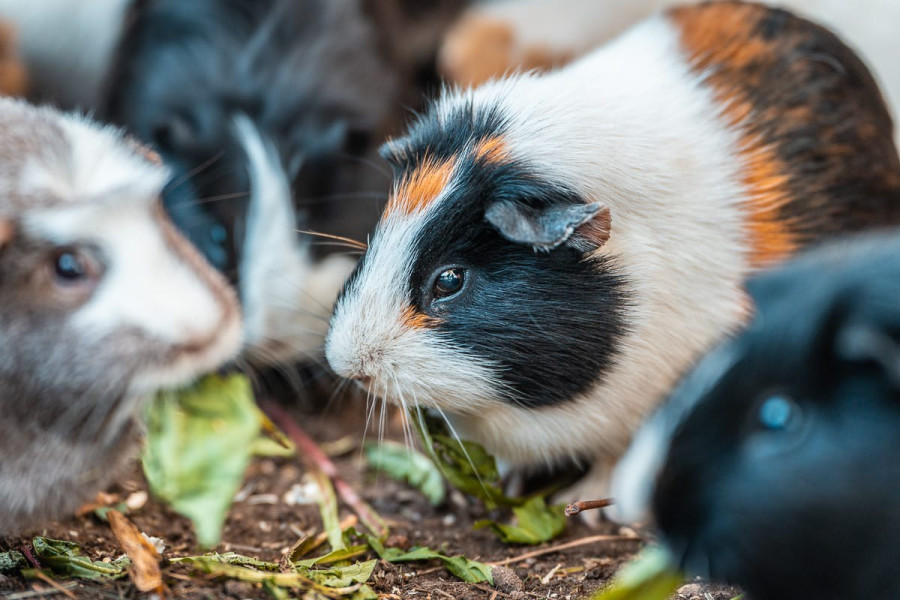 20221111_1458_0220-meerschweinchen