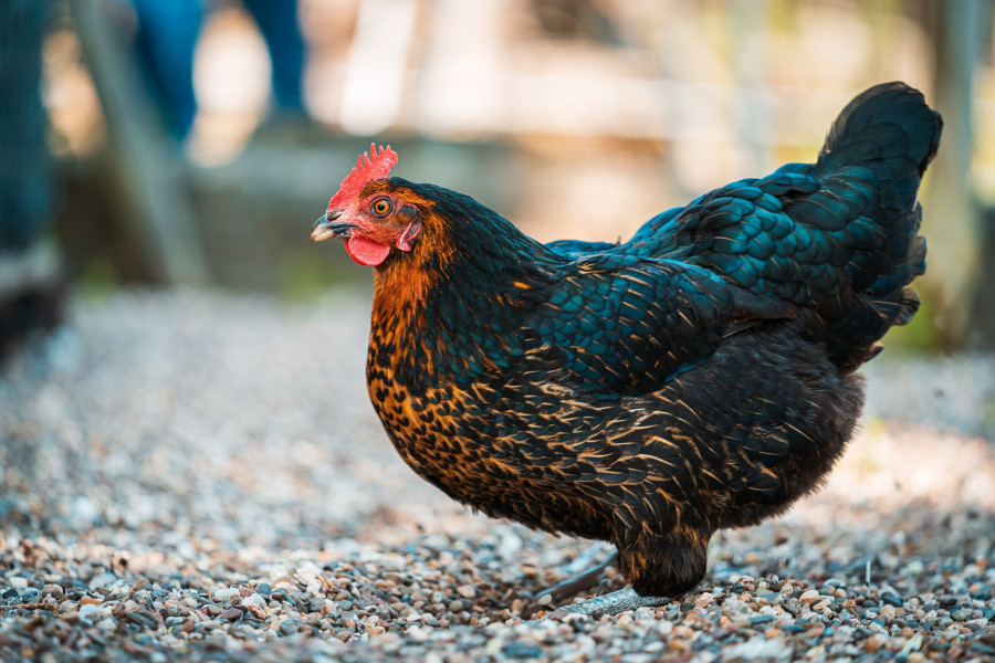 20190525_1452_0132-huhn