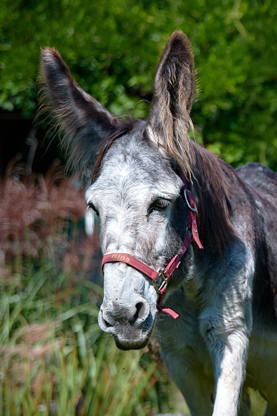 esel-gina-9047breita173660-1