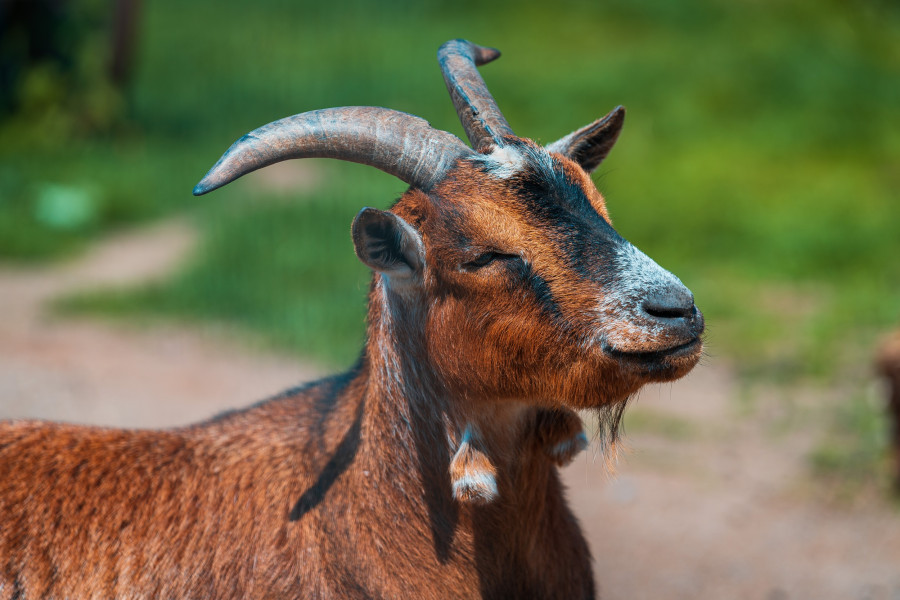 20190525_1449_0116-ziege